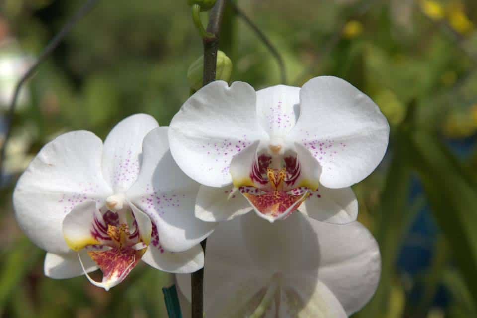 Orquídea 2